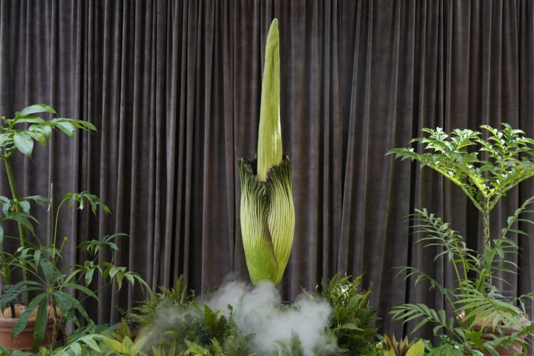 A blooming plant that reeks of  gym socks and rotting garbage has  thousands lining up for a whiff